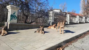 Своры бродячих собак отпугивают с городских улиц в Крыму других диких животных. 