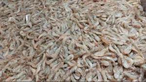 Промысловые запасы креветки в Азовском море увеличились в 3,5 раза за последние 5 лет.