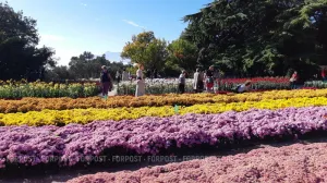 Бал хризантем в Крыму прошёл в 72-й раз. 