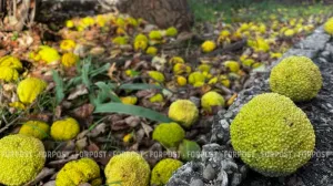 Плоды маклюры поспевают к началу зимы.