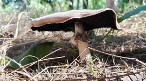 Незнакомые грибы в лесу лучше обойти стороной.