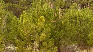 Соблазниться дикой живой ёлочкой в Крыму последние два года никто не пытался.