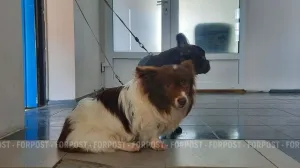 Как город диктует моду: названы самые популярные породы собак в 2025 году