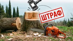 За снос деревьев на собственном участке крымчанка заплатила миллионы рублей