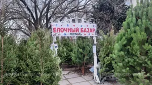 Новая страшилка для россиян: «ёлочные» клещи — это миф или реальность? 