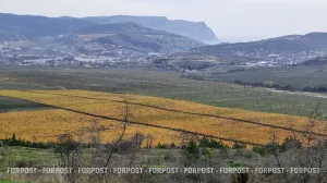 Федеральный центр не скупится на поддержку севастопольских виноградников 