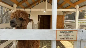 Севастопольский экопарк с альпаками проверили на качество жизни