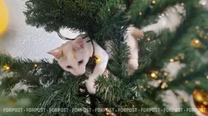 «Пойте, как пионер на стульчике»: три лайфхака, как спасти ёлку и не обидеть кота