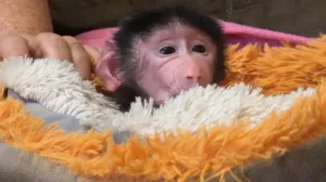 Как в Крыму выхаживают ребёнка Ромео и Джульетты