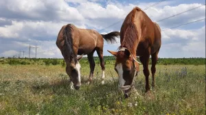 Чему лошади могут научить человека: терпение, спокойствие и «законы табуна» в Крыму