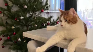 Ёлка на свалке: какой финал новогодней сказки выбрать