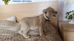 Фотосессии в цепях: предпринимательнице грозит срок за использование измученных львов