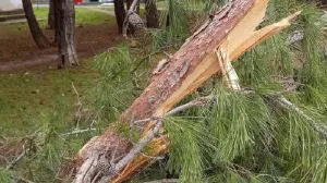 В Севастополе неизвестные грубо покромсали сосны у проспекта Генерала Острякова