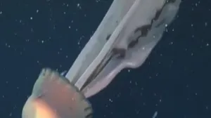 Учёным удалось снять медузу-фантом с 10-метровыми щупальцами