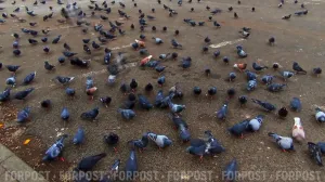 Посетителей ресторана кормили уличными голубями, выдавая их за уток