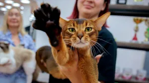 Кот из России был признан самым красивым в мире