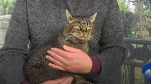 Кошка Масяня и другие уличные талисманы Севастополя