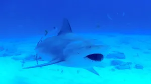 В Австралии за сутки акулы напали на трёх человек