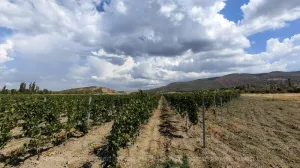 Земля раздора: почему правительство Севастополя судится с виноделами