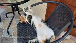 Карантин по бешенству снят в Нахимовском районе Севастополя