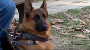 Как пёс Явар стал глазами севастопольского ветерана СВО