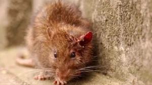 В Лондоне крысы довели Интернет-провайдера до плачевного состояния