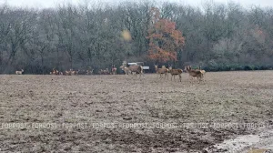 «Парк оленей» в Крыму: как можно увидеть жизнь диких зверей вблизи