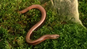 Безногие ящерицы сорвали строительство атомных подлодок в Великобритании