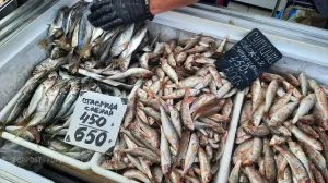 В Севастополе уничтожили тонны опасной чилийской рыбы