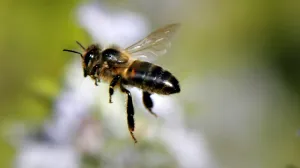 Насекомые на планете замолкают, и учёных это тревожит