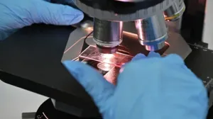 Найдено вещество, меняющее поведение рыб и мышей. Ожидаются испытания на людях