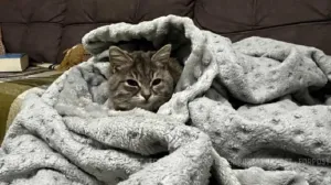 Холодные батареи в квартире: законна ли перепланировка и кто отвечает за отопление