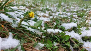 Пора пересмотреть календарь: жителей части России предупредили о ранней весне