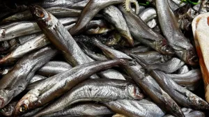 В Севастополе зафиксирован впечатляющий показатель по вылову рыбы