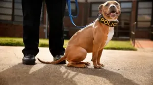 Могут ли собаки обнюхивать двери без ордера на обыск решат на высшем уровне