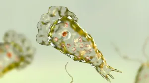 В мире может увеличиться количество смертей от амёбы-мозгоеда