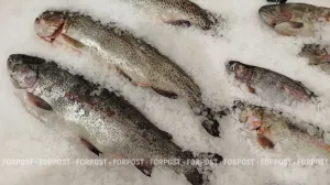 В Севастополе медленно и мучительно умирают рыбоконсервные заводы 