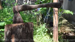 Владельцев земли обяжут бороться с новым зелёным врагом — его приравняли к борщевику