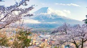 В Японии отменили традиционный фестиваль сакуры из-за гадящих где попало туристов