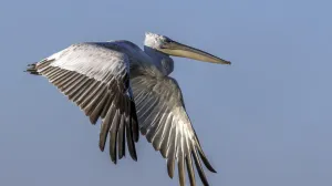 Рыбаки испугались возвращения огромной птицы, вымершей в Средневековье