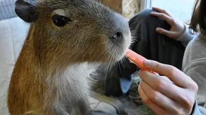 В России начался дефицит капибар