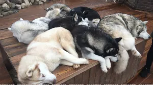 Для собачников предложили ввести новый налог — к чему он может привести