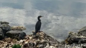 В «Новом Херсонесе» будут защищать карпов кои единственно возможным способом