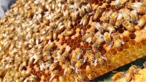 Что может привести к дефициту мёда в Севастополе