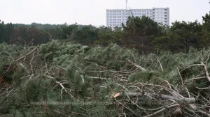 В Севастополе хотят разрешить обрезку деревьев без порубочного билета