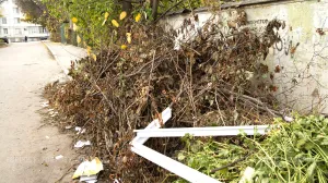 В Севастополе хотят разрешить обрезку деревьев без порубочного билета