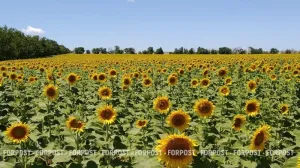 Несуществующие семечки и злаки довели крымчанина до тюрьмы 