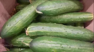 В Крыму нашлось объяснение резкому подорожанию огурцов