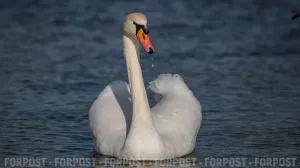 "Залётные" или коренные: откуда в Севастополь прилетают лебеди