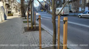 В Севастополе вандалы уничтожили защиту молодых лип на улице Гоголя